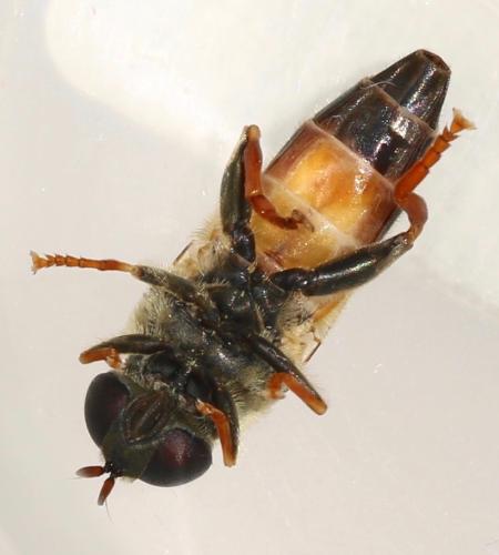 Réf. 326 069 : Merodon avidus